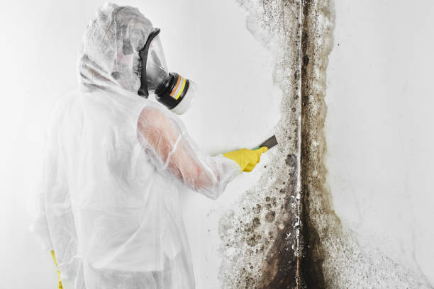 Best Crawl Space Mold Remediation in Carnesville, GA