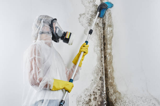 Professional Mold Remediation in Carnesville, GA