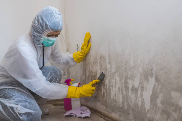 Best Black Mold Remediation in Carnesville, GA