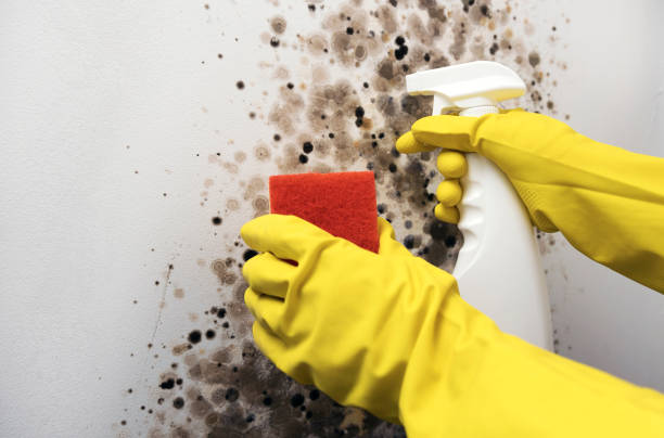 Best Basement Mold Remediation in Carnesville, GA