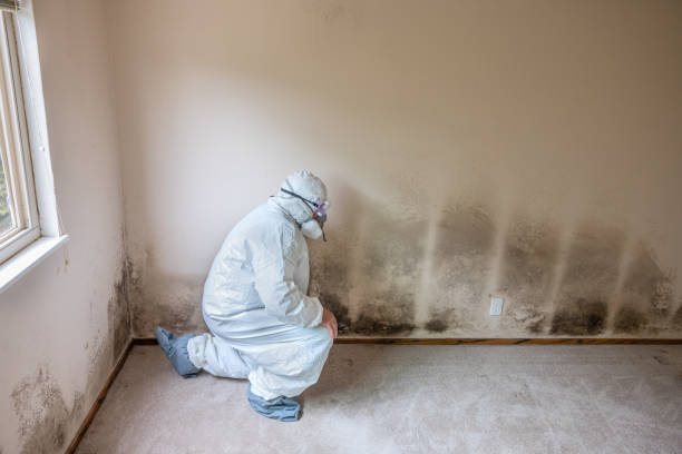 Best Mold Remediation for Specific Building Types in Carnesville, GA